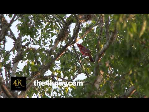 4K UHD 60fps - Northern Cardinal (Cardinalis cardinalis) vocalizing while perched in a tree