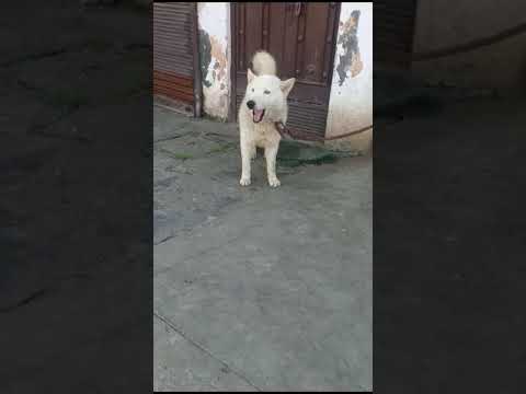 OPEN STAD SERVICE HUSKY MALE BLUE EYES TOP QUALITY LOCATION AMRITSAR 9780237457 #short