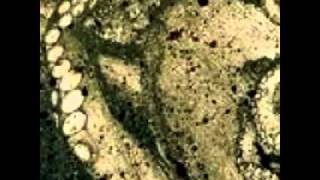 King Conquer - Arkansas