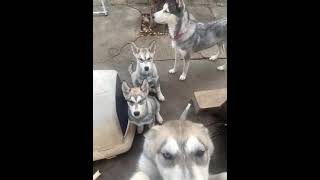 Alaskan Husky Puppies Videos