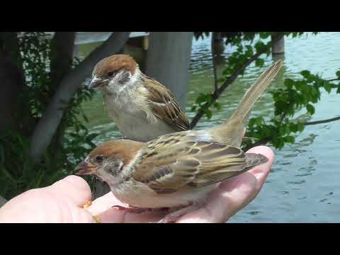 手に乗って来る可愛い子雀達 20210606pm 6（３羽の子雀）