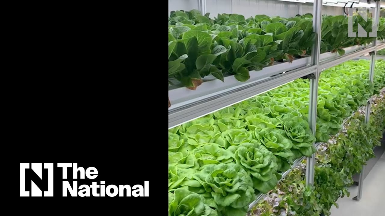 The shipping container farm helping to feed a Dubai community