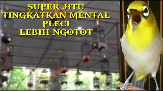 Download lagu TERAPI SUARA SIMULASI LOMBA PLECI || 99% TINGKATKAN MENTAL PLECI LEBIH NGOTOT !! mp3