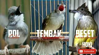 Download lagu Full Masteran Rol Tembak Beset burung ciblek kapas tembak cucak jenggot mp3 Download lagu Full Masteran Rol Tembak Beset burung ciblek kapas tembak cucak jenggot mp3