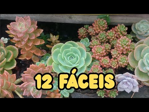 4 Genera = 12 species of Easy-to-Grow Succulents
