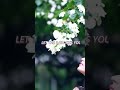 Rain Kiss Lal Pilo ️ Kissing Status Kissstatus Shorts Ktf Shortvideo Bbkivinesshort