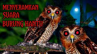 Download lagu 🔴 LIVE - SUARA BURUNG HANTU PALING MENYERAMKAN || kalau Takut Jangan nonton sendirian mp3
