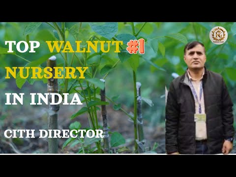 Top Walnut Nursery in India | CITH Director Says No.1 in Temperate Zone