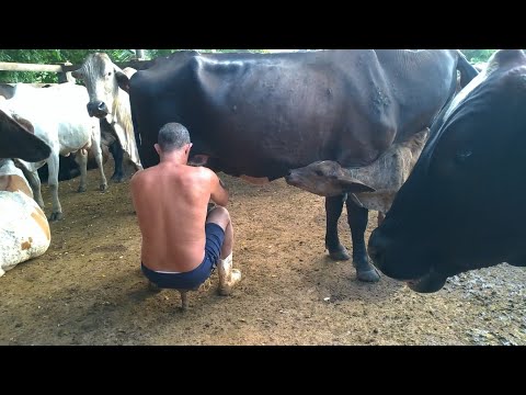 Pipoca Tirando Leite das Vacas Manualmente no Curral de Manhã. Bezerros se Deleitam na Seção Mamação