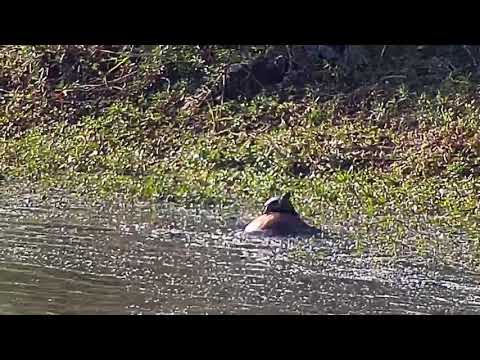 Djuma: Impala carcass with Terrapin sitting on top - 08:31 - 06/17/21