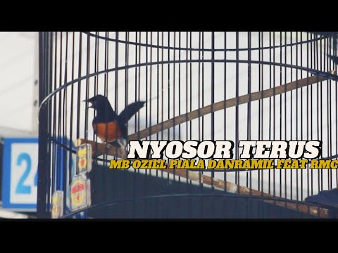 Aksi terbaik Murai batu OZIEL dan gaya nyosor di Piala Danramil feat RMC. 