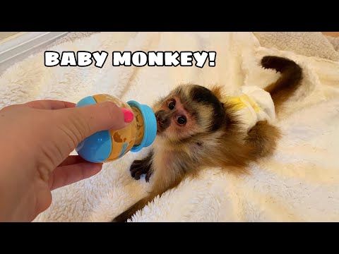 NEW BABY MONKEY AT MY HOUSE! WHERE'D HE COME FROM?!