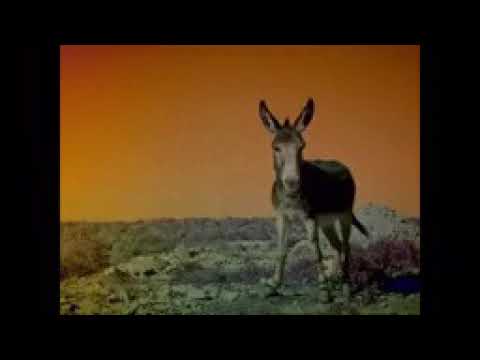 Cheb trash شاب تراش كوتوكوتو lyrics كلمات