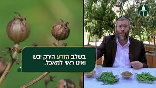 שיעור חמישי - גידול זרעי ירקות עלים