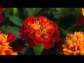 VID 20150122 WA0024 Mp4