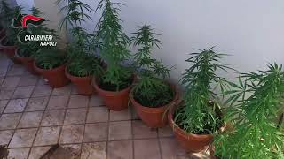 marano-di-napoli-in-una-villa-una-serra-hi-tech-per-coltivare-marijuana