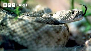 בעלי החיים הפראיים ביותר בעולם | BBC Earth