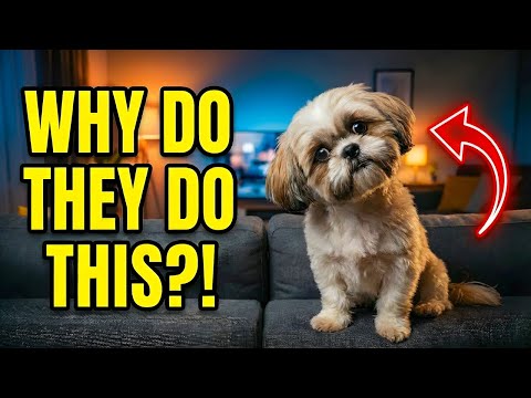 Is Your Shih Tzu Normal? 7 Weird Behaviors Explained