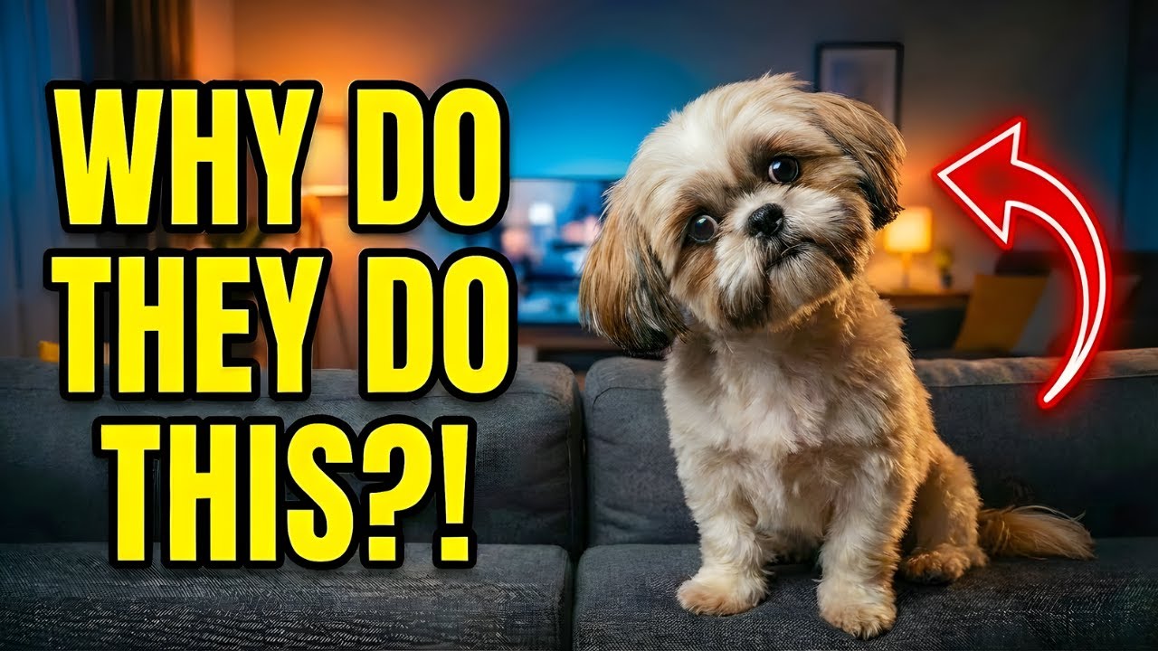 Is Your Shih Tzu Normal? 7 Weird Behaviors Explained