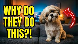 7 Weird Shih Tzu Behaviors Explained: Staring, Zoomies, Butt Scooting & More