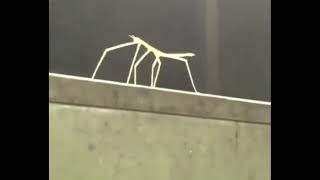 [絲歌] 大黃蜂是本本女主嗎