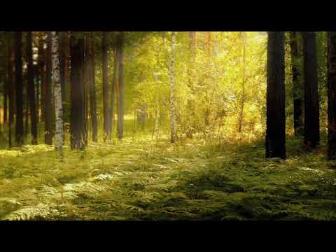 Prananadi - 2 minutes gongs (with no ads) Tibetian Meditation Healing Technique