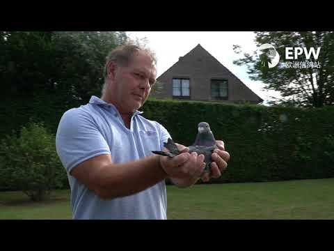 Erik Limbourg, Brussegem (BE) - Auction of all pigeons, excl. youngsters 2020