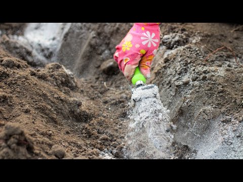 PEPEO JE NAJBOLJE PRIRODNO DJUBRIVO ALI OVE BILJKE MOŽE DA UNIŠTI