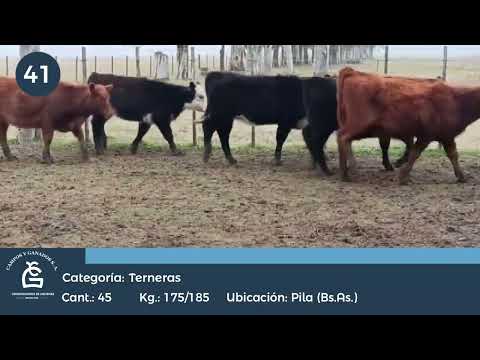 Lote Hembras Pila Bs As