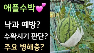 애플수박 낙과방지???? 수확시기 판단???? 주요병충해 ????