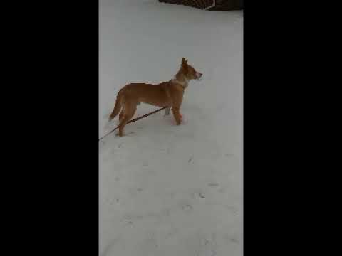 Yakko, an adopted Terrier in Aurora, IL_image-1