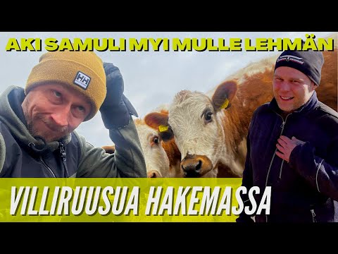AKI SAMULI MYI MULLE LEHMÄN VÄKISIN! // KARJATILAN ELÄMÄÄ
