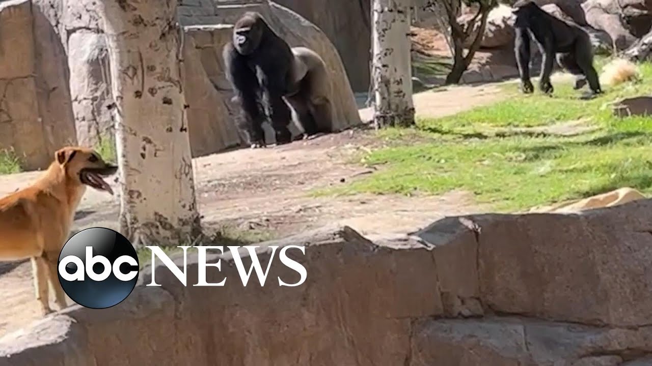 Dog ends up in gorilla enclosure at zoo - YouTube