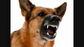 Vinegar Joe  Never Met A Dog