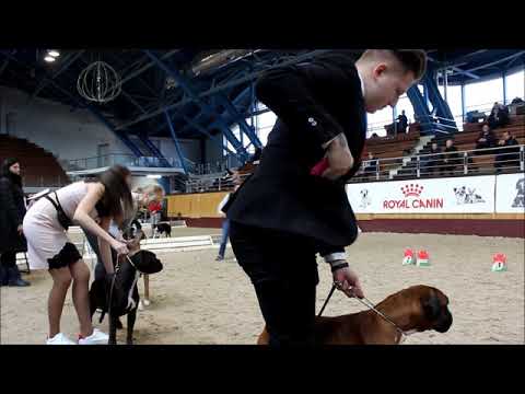 Duetto Tanto Imperia  24.11.2019 Minsk (Belarus) Judge - Miroslav Václavík