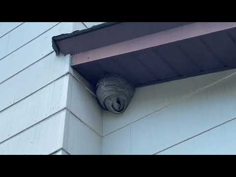 Bald-Faced Hornets Nesting Under the Soffit in Fair Haven, NJ