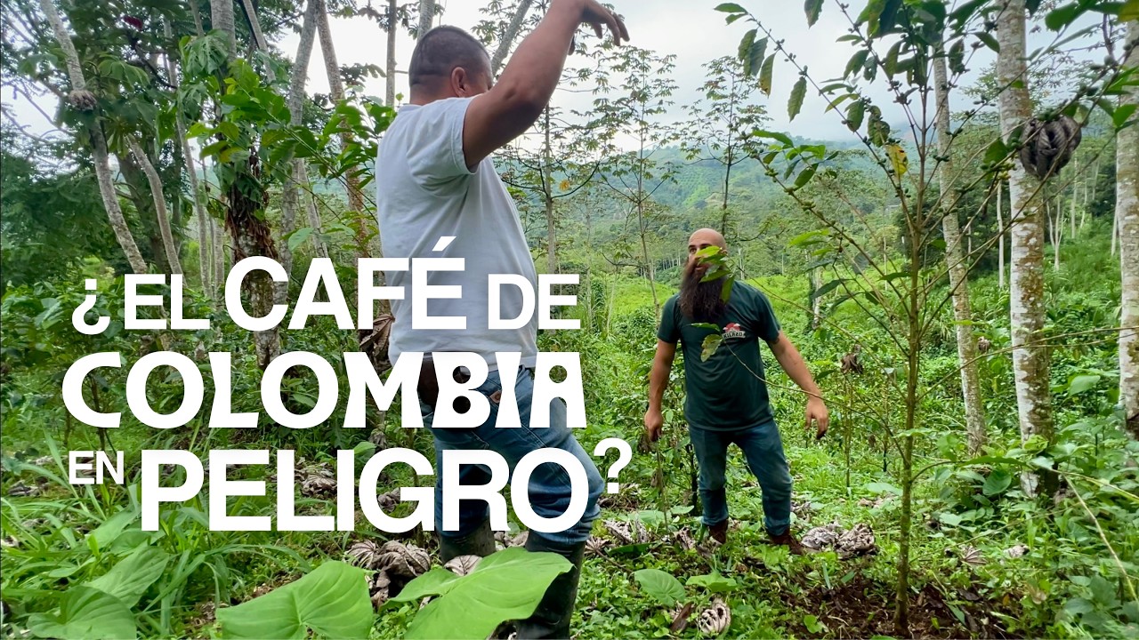 Vídeo sobre CAFÉS DE COLOMBIA