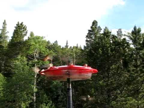 Broad tailed hummingbirds