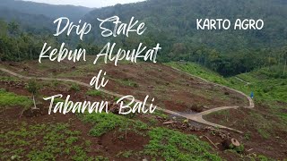 Download lagu Irigasi Drip Stake untuk Kebun Alpukat d Munduk Temu Tabanan Bali mp3