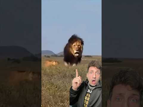 The Barbary Lion is SCARY