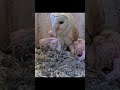 Barn Owl Nesting FYP Wildlife Nature BirdWatching Owls RodentEating