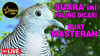 Download lagu suara burung Perkutut Lokal Gacor spesialis pemikat cepat NYAUT mp3