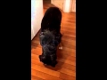 Greater Swiss Mountain Dog showing his tricks :-)
