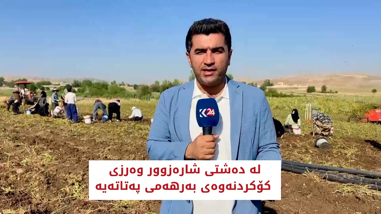 ڤیدیۆ | لە دەشتی شارەزوور وەرزی کۆکردنەوەی بەرهەمی پەتاتەیە