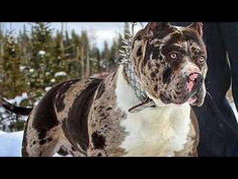 download lagu mp3 mp4 Molosser Dog Breeds, download lagu Molosser Dog Breeds gratis, unduh video klip Molosser Dog Breeds