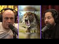 Animals That Roamed North America 10,000 Years Ago - Joe Rogan & Ben Lamm