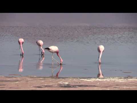 Plameniak andský (Phoenicoparrus andinus) — Salar de Atacama