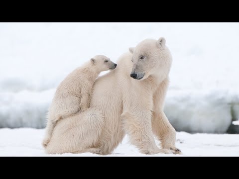 The Life of a Baby Polar Bear | Wildlife: The Big Freeze \ Animal Kingdom