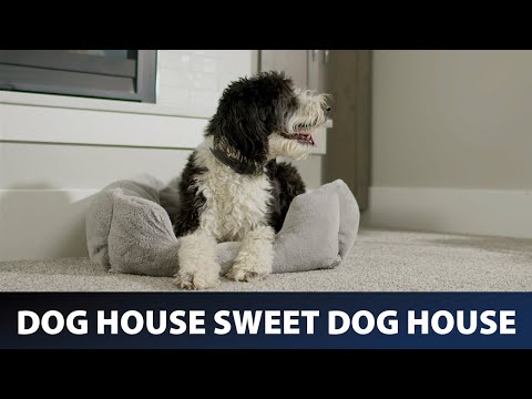 Dog House Sweet Dog House | Lifetime Dog House