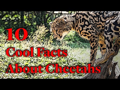 10 Cool Facts About Cheetahs #cheetah #cheetahs